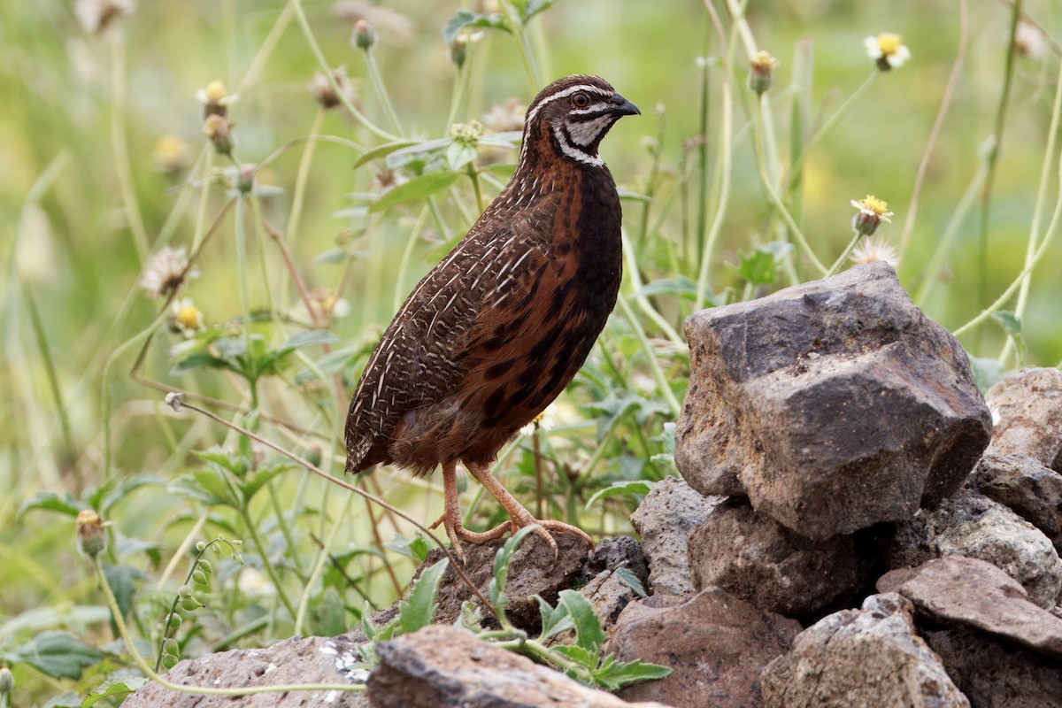 Harlequin Quail - ML629602991