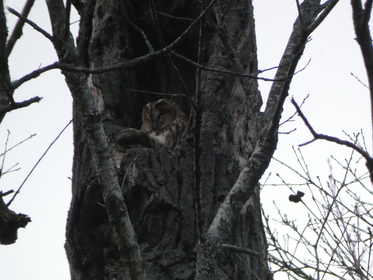Tawny Owl - ML629603323