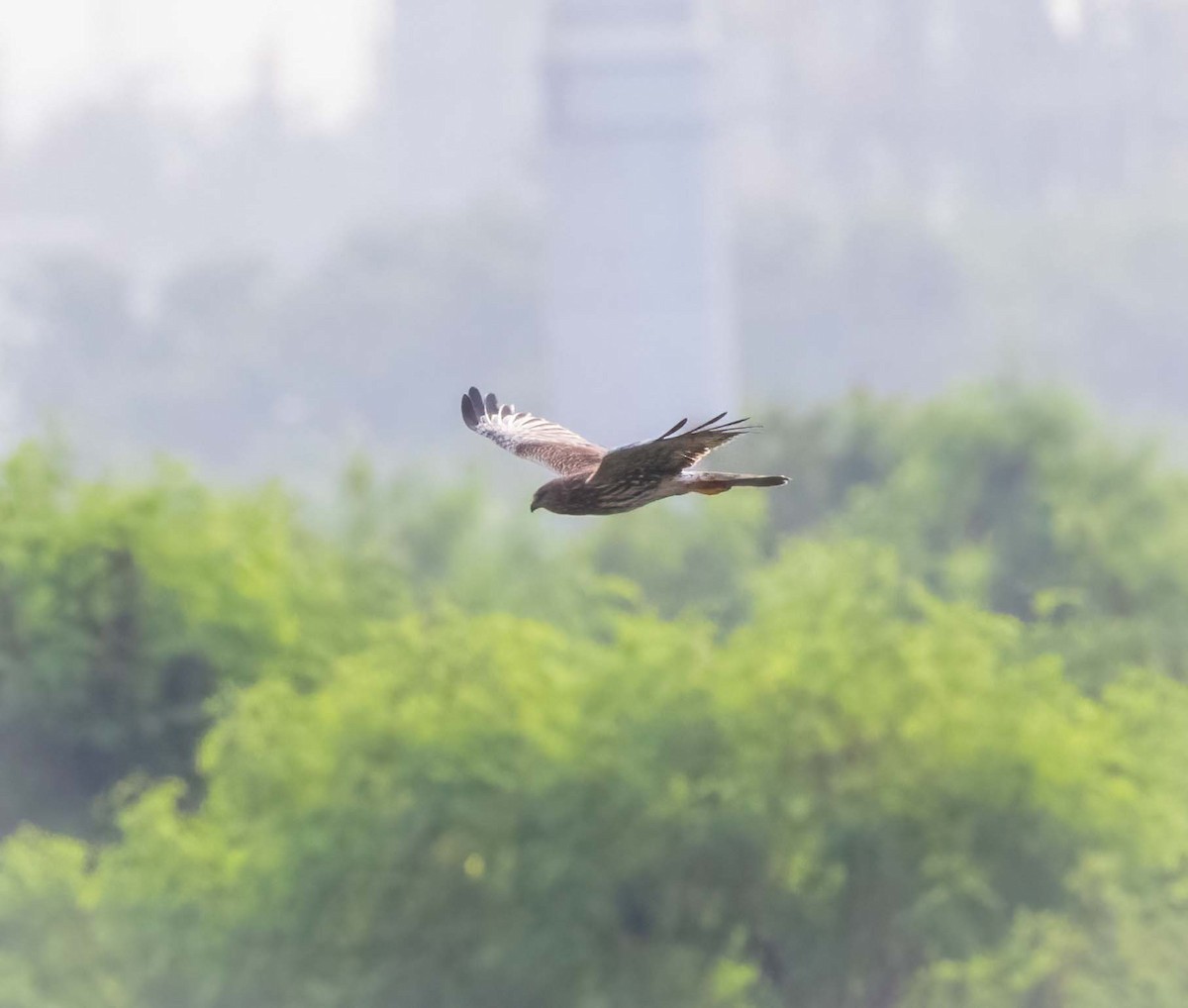 Pied Harrier - ML629603330
