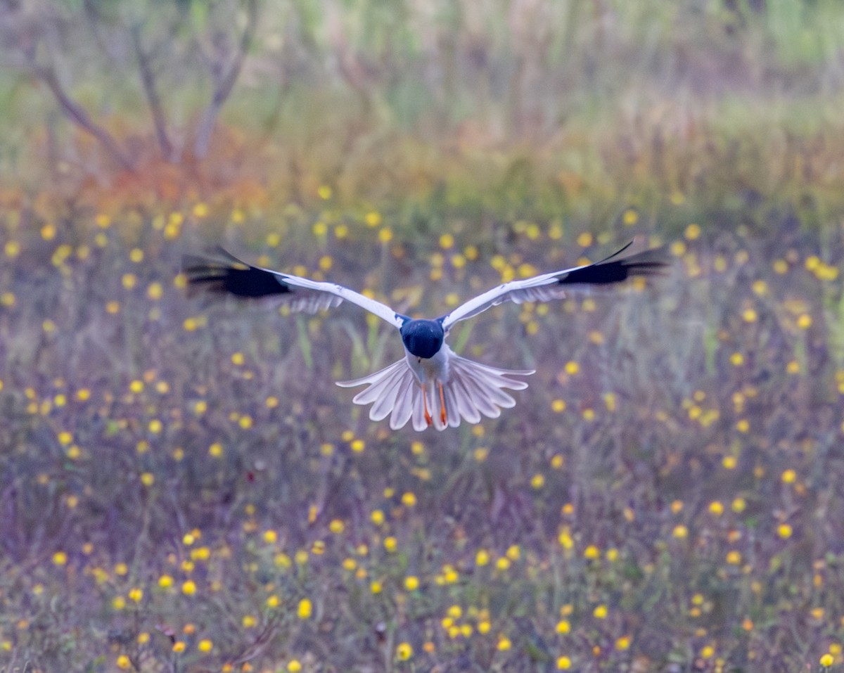 Pied Harrier - ML629603338