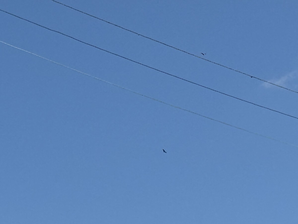 Turkey Vulture - ML629603379