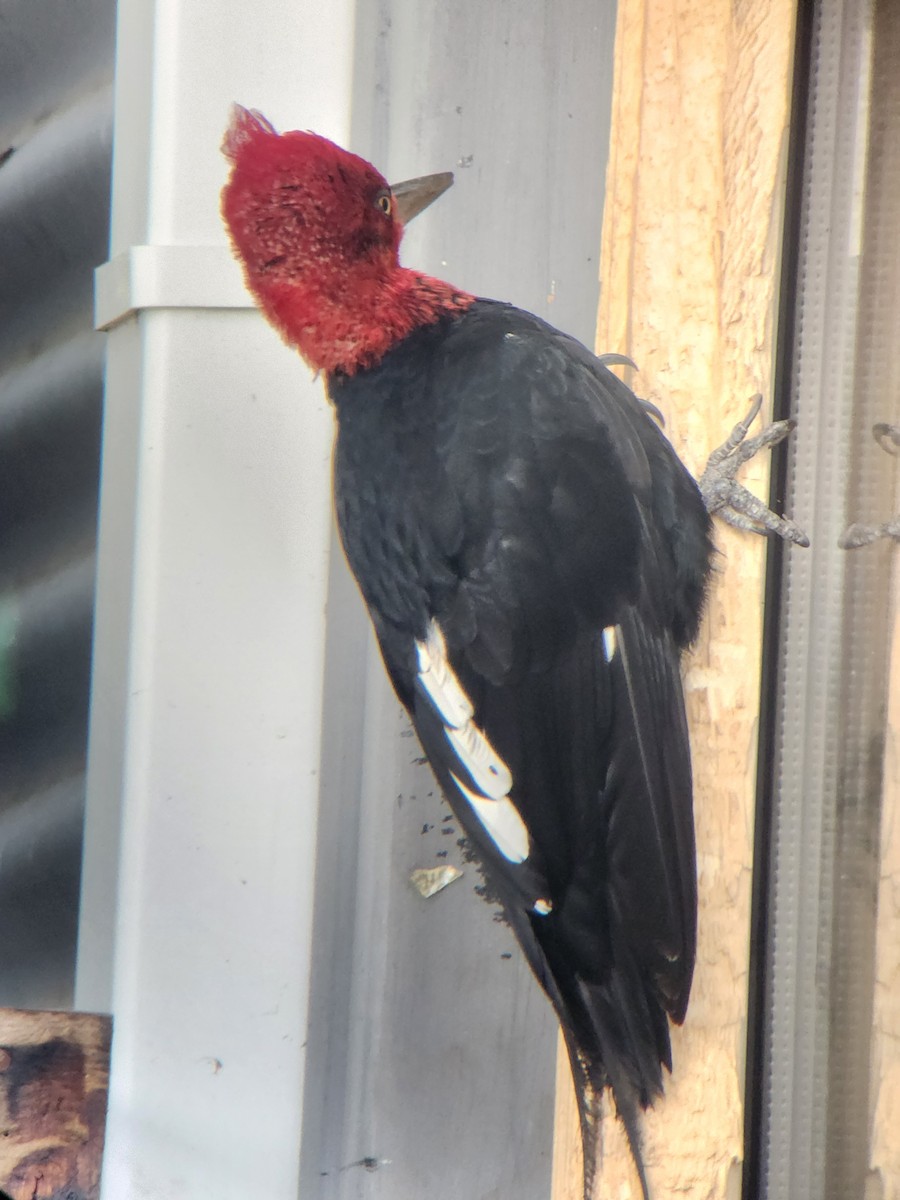 Magellanic Woodpecker - ML629603409