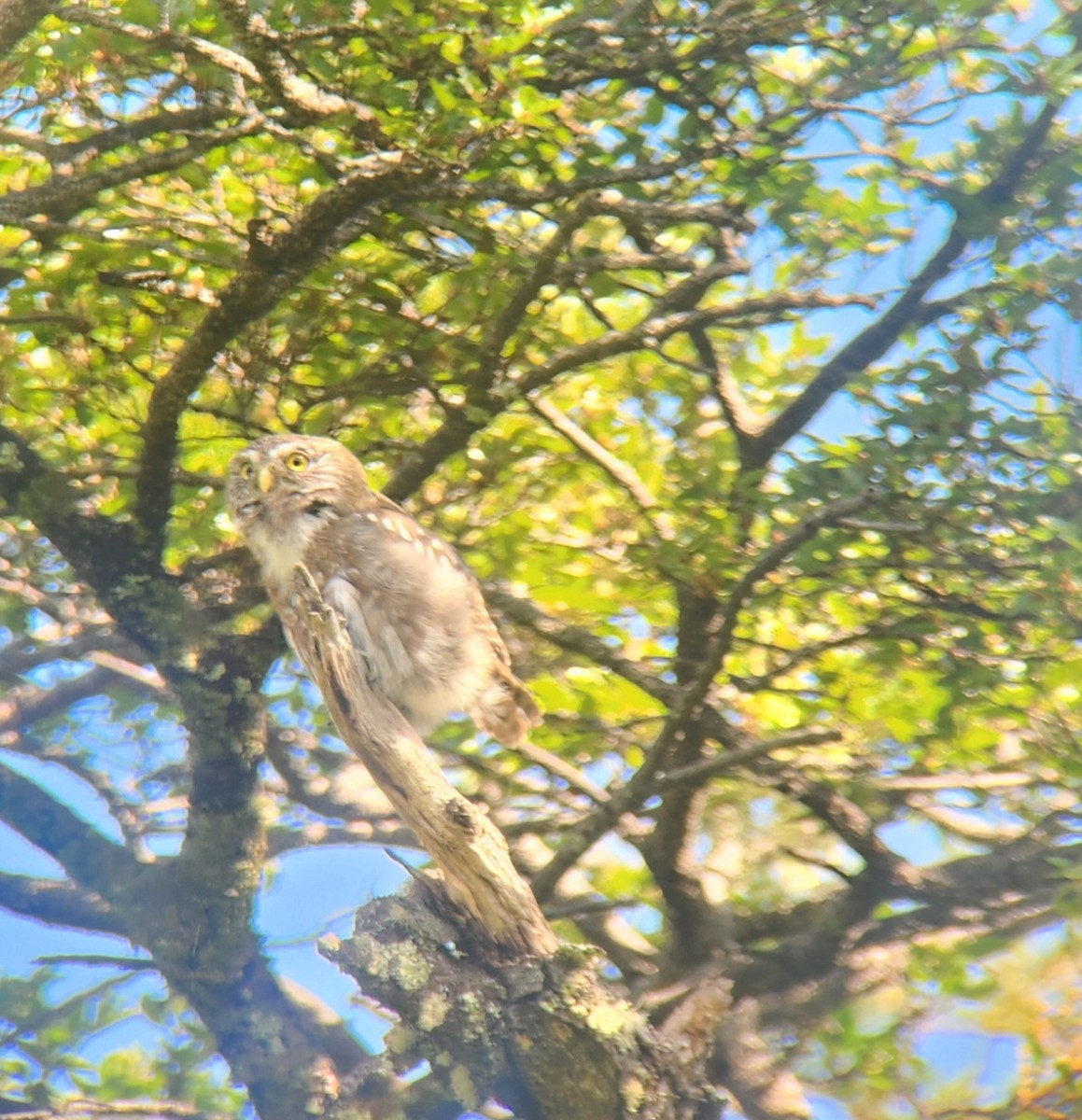 Austral Pygmy-Owl - ML629603424