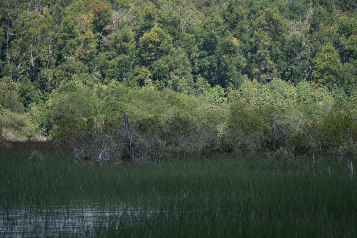 Osprey - ML629603507