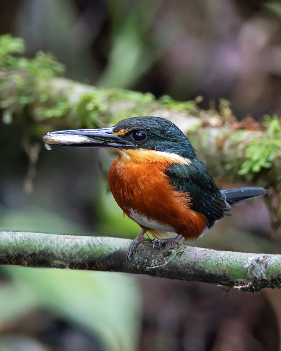 American Pygmy Kingfisher - ML629603536