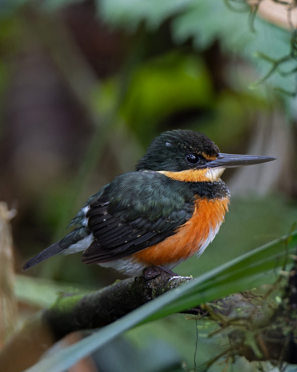 American Pygmy Kingfisher - ML629603537