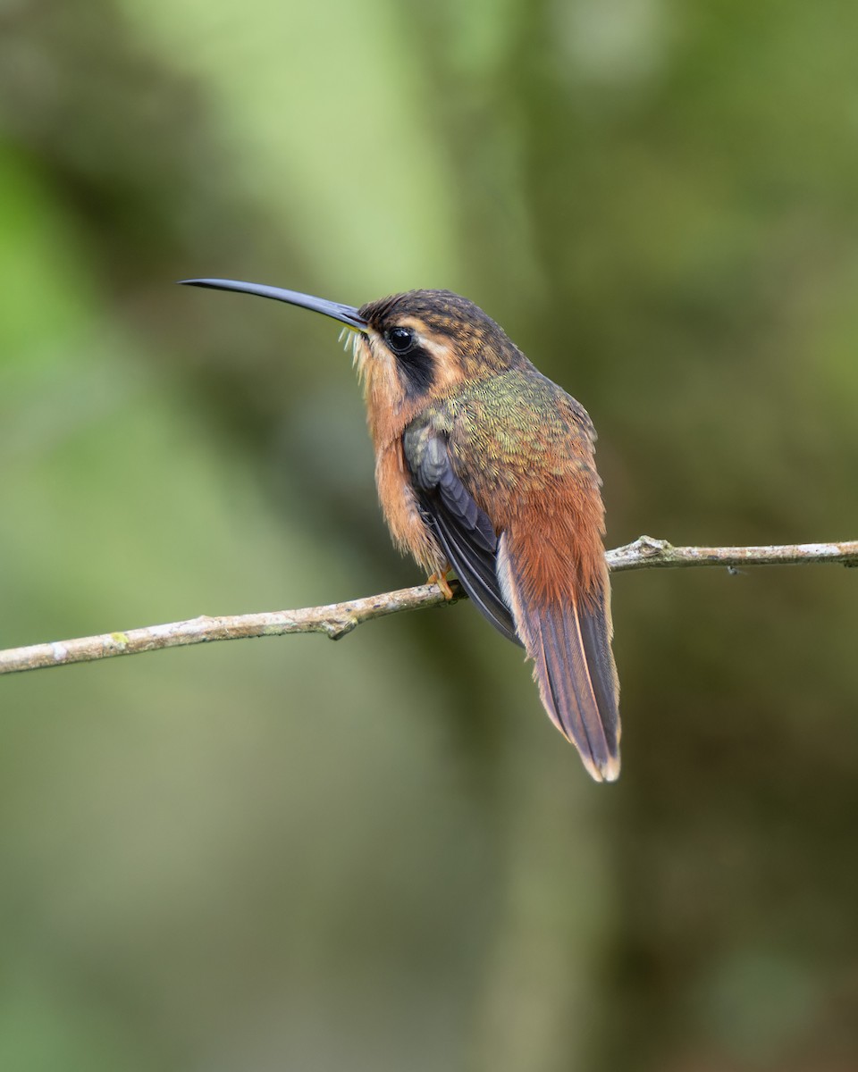Reddish Hermit - ML629603544