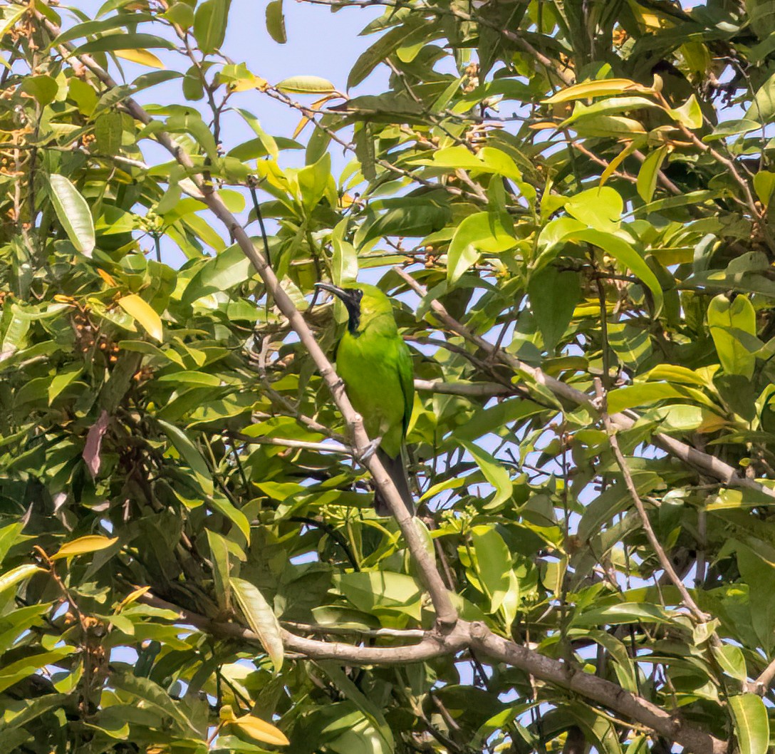 Lesser Green Leafbird - ML629603620
