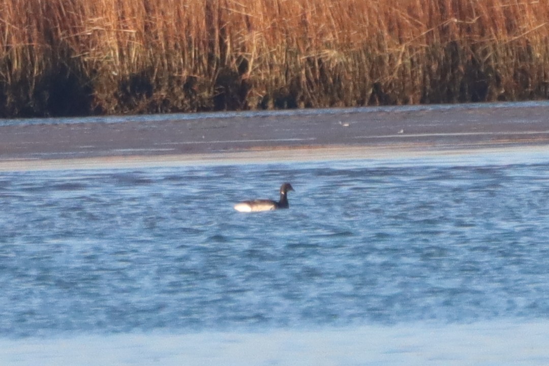 Brant (Pale-bellied) - ML629603799