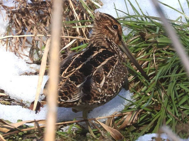 Wilson's Snipe - ML629603893