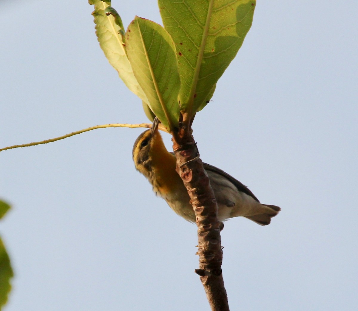 Blackburnian Warbler - ML629604069