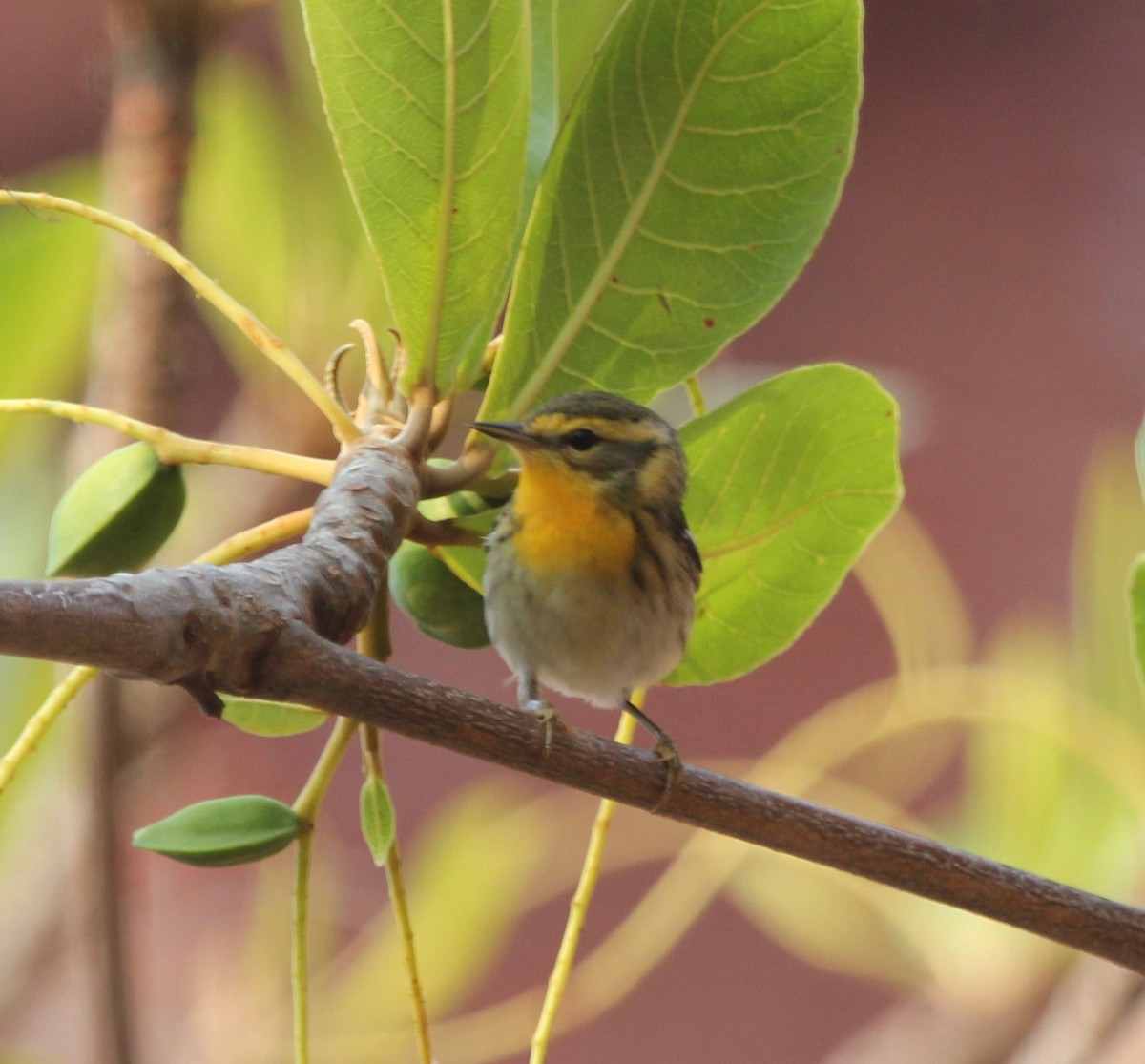 Blackburnian Warbler - ML629604070