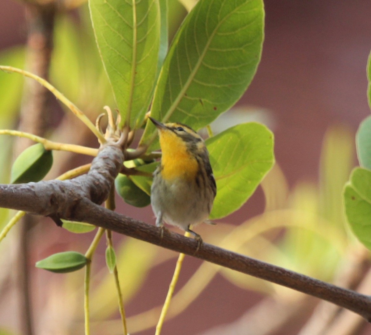 Blackburnian Warbler - ML629604071