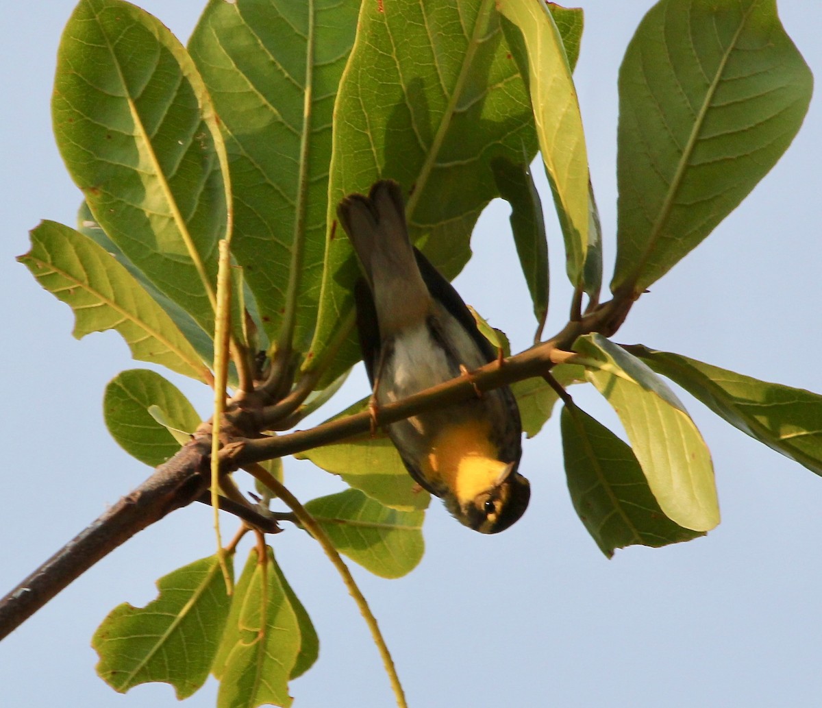 Blackburnian Warbler - ML629604072