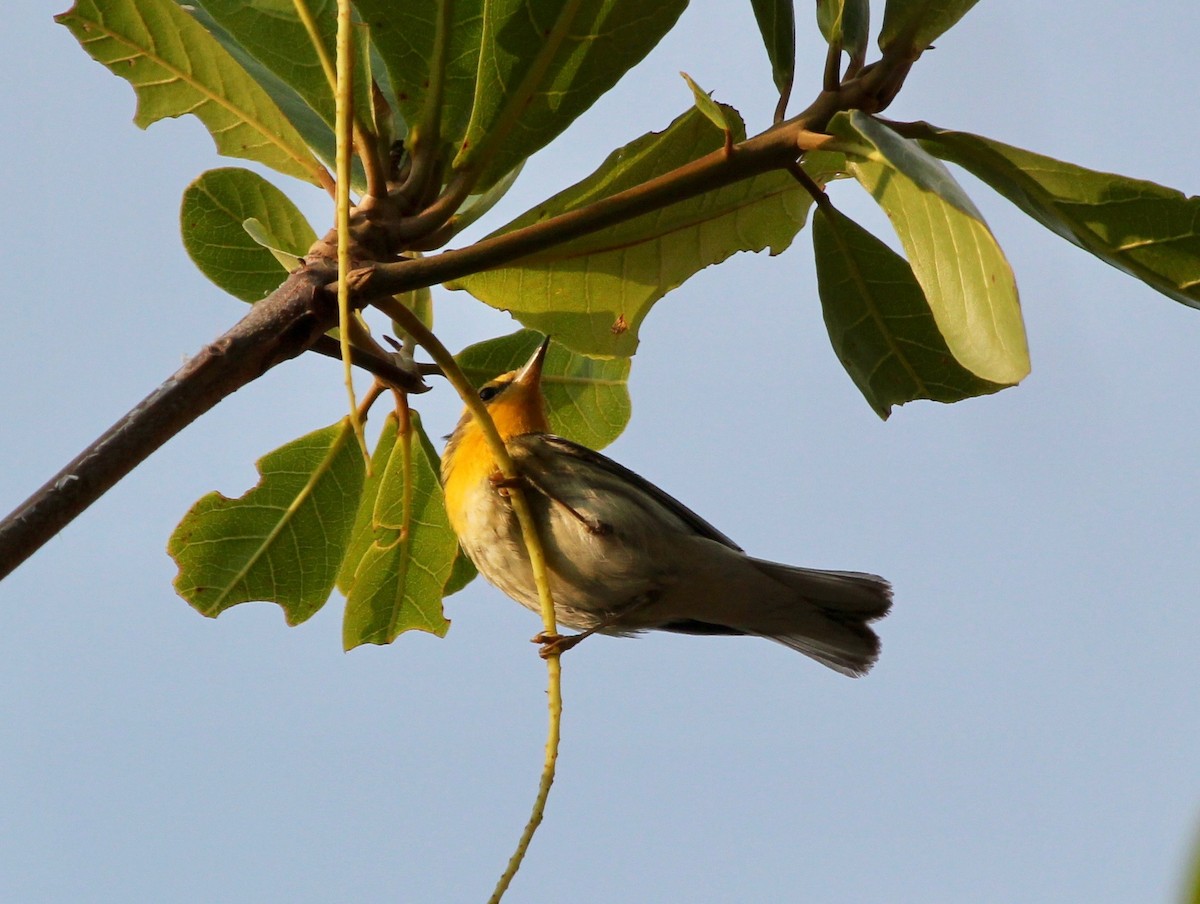 Blackburnian Warbler - ML629604075