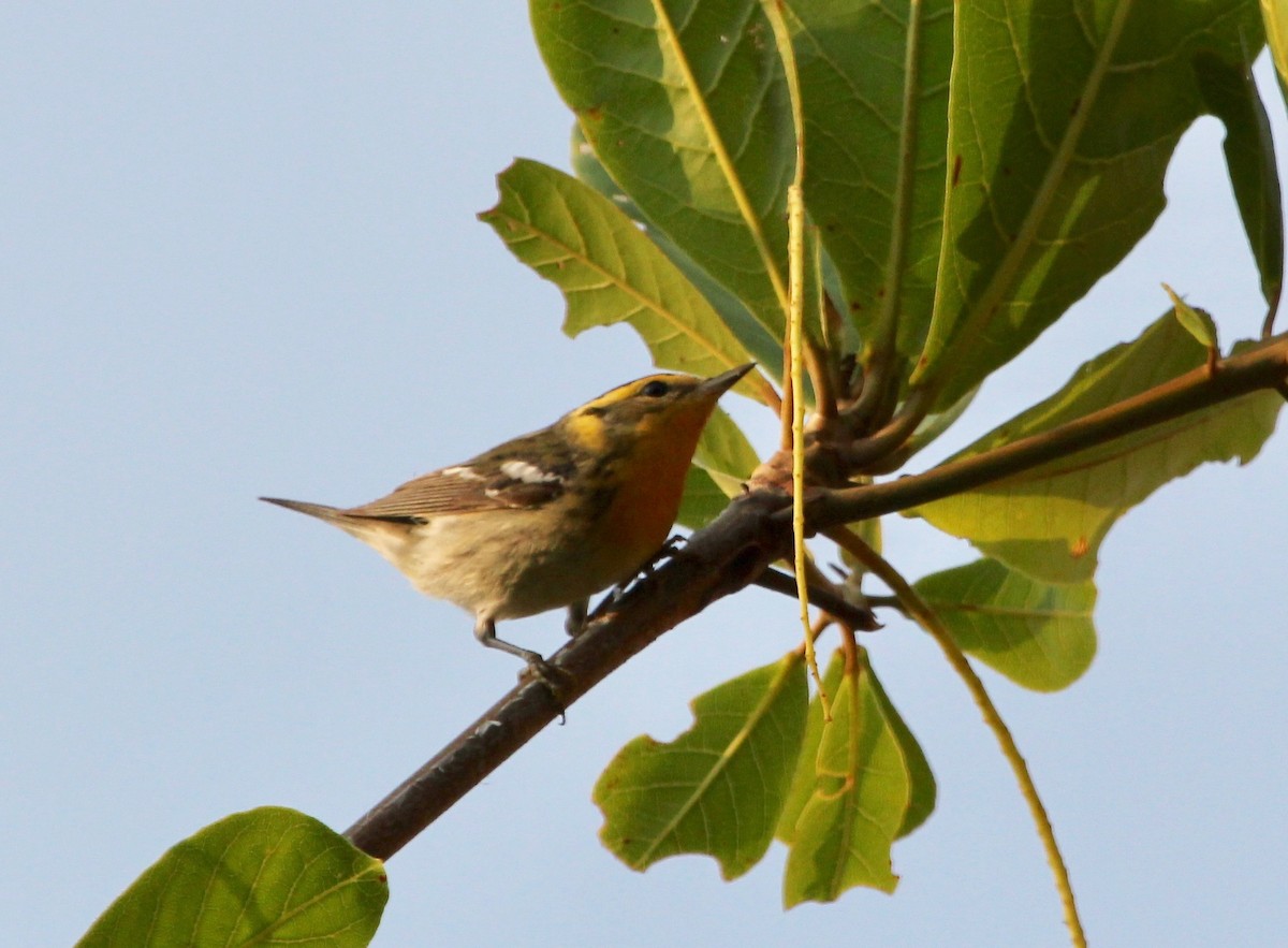 Blackburnian Warbler - ML629604076