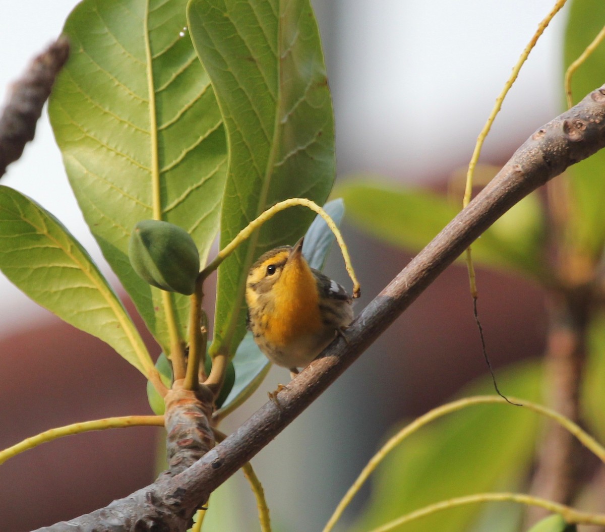 Blackburnian Warbler - ML629604079