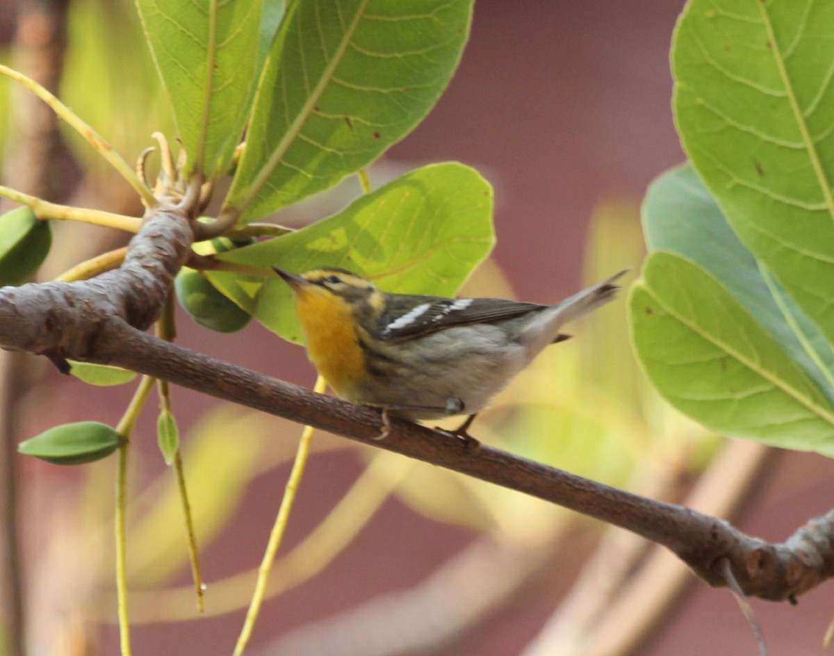 Blackburnian Warbler - ML629604081