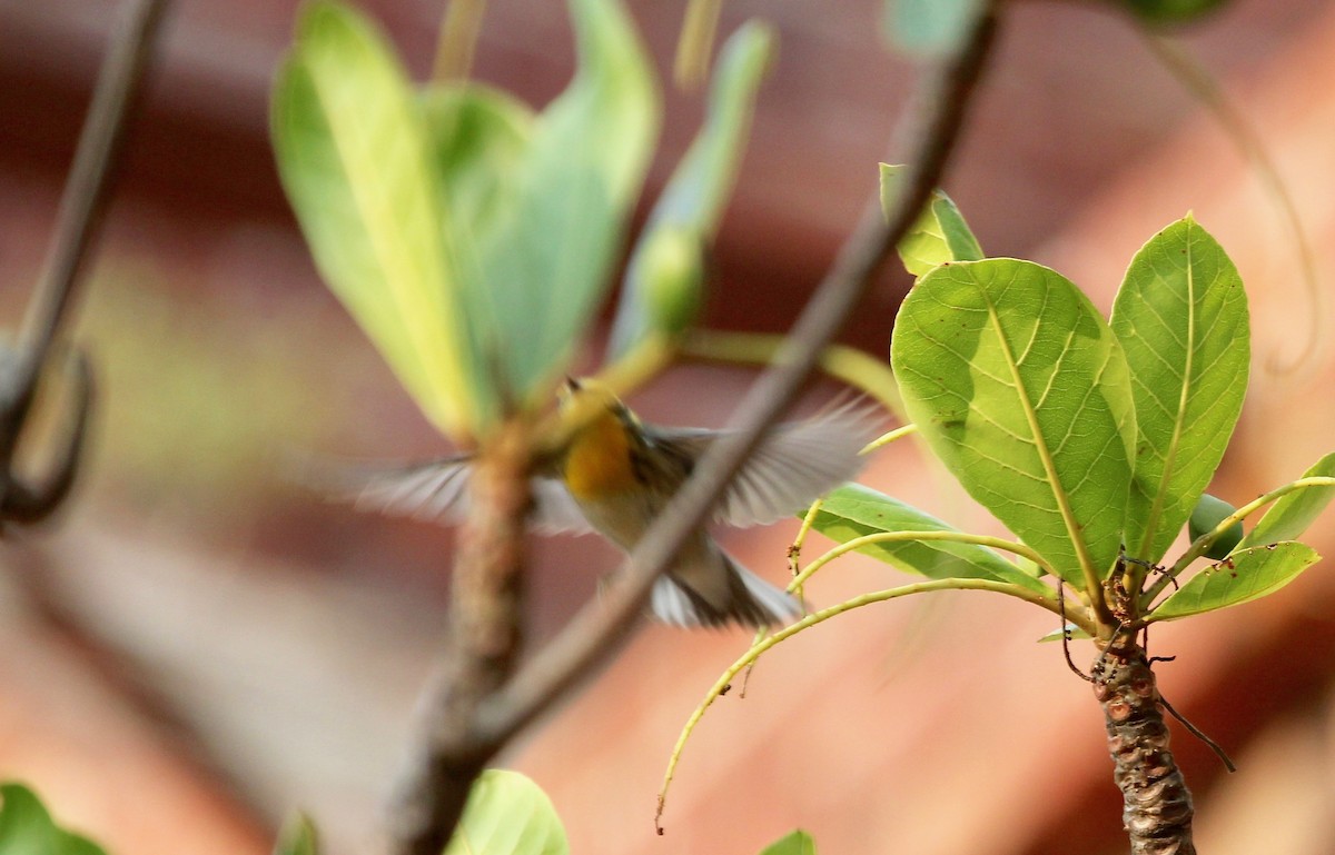 Blackburnian Warbler - ML629604082