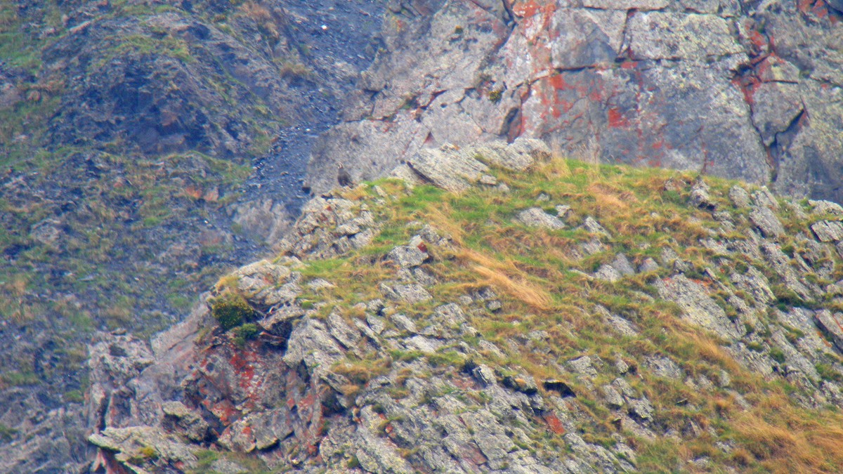 velekur kavkazský - ML629604265