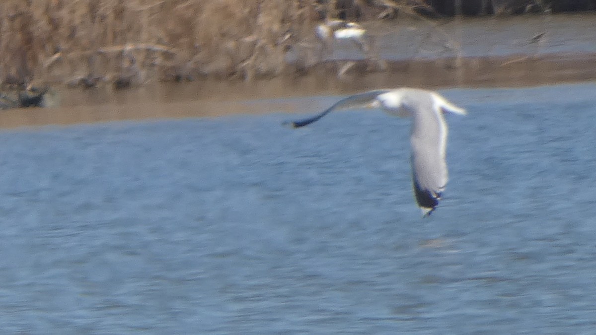 Common Gull (Russian) - ML629604468