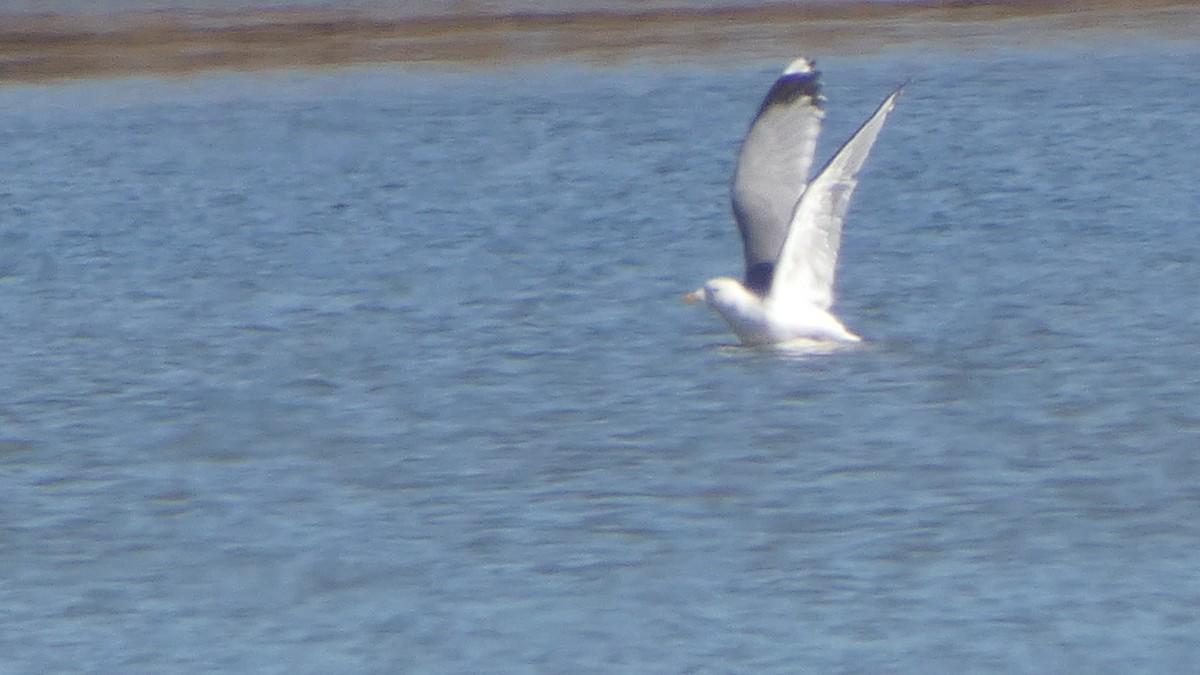 Common Gull (Russian) - ML629604469