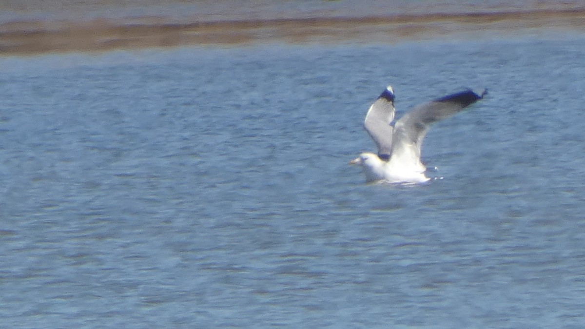 Common Gull (Russian) - ML629604470