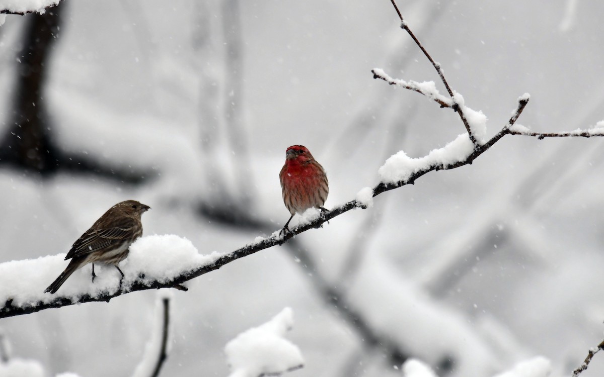 House Finch - ML629604592