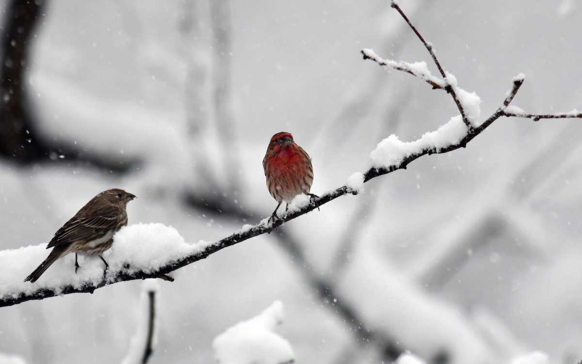House Finch - ML629604593