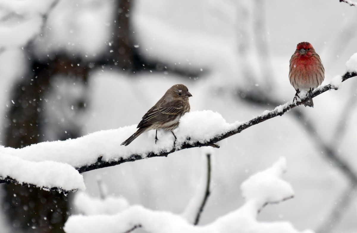 House Finch - ML629604595