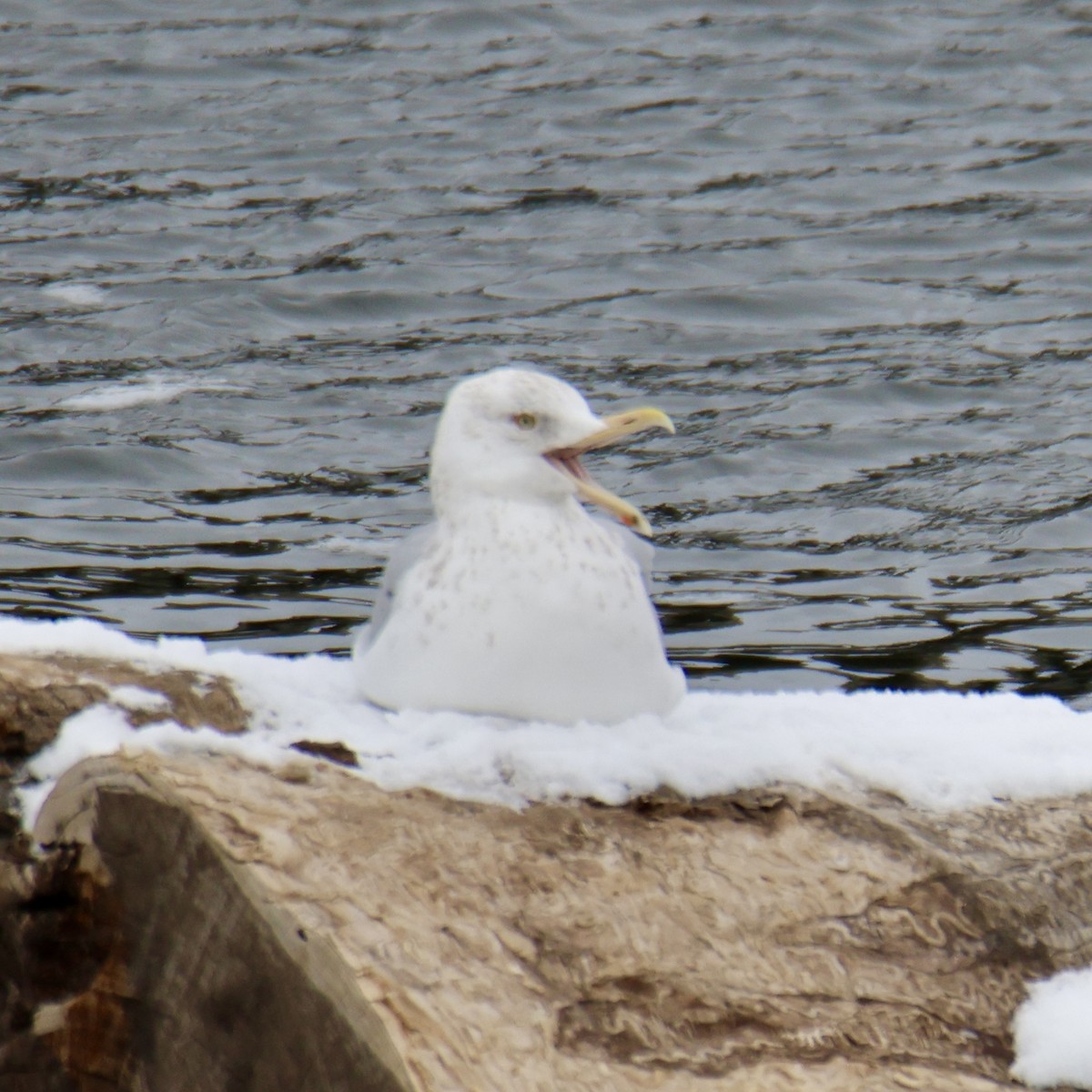 American Herring Gull - ML629604811