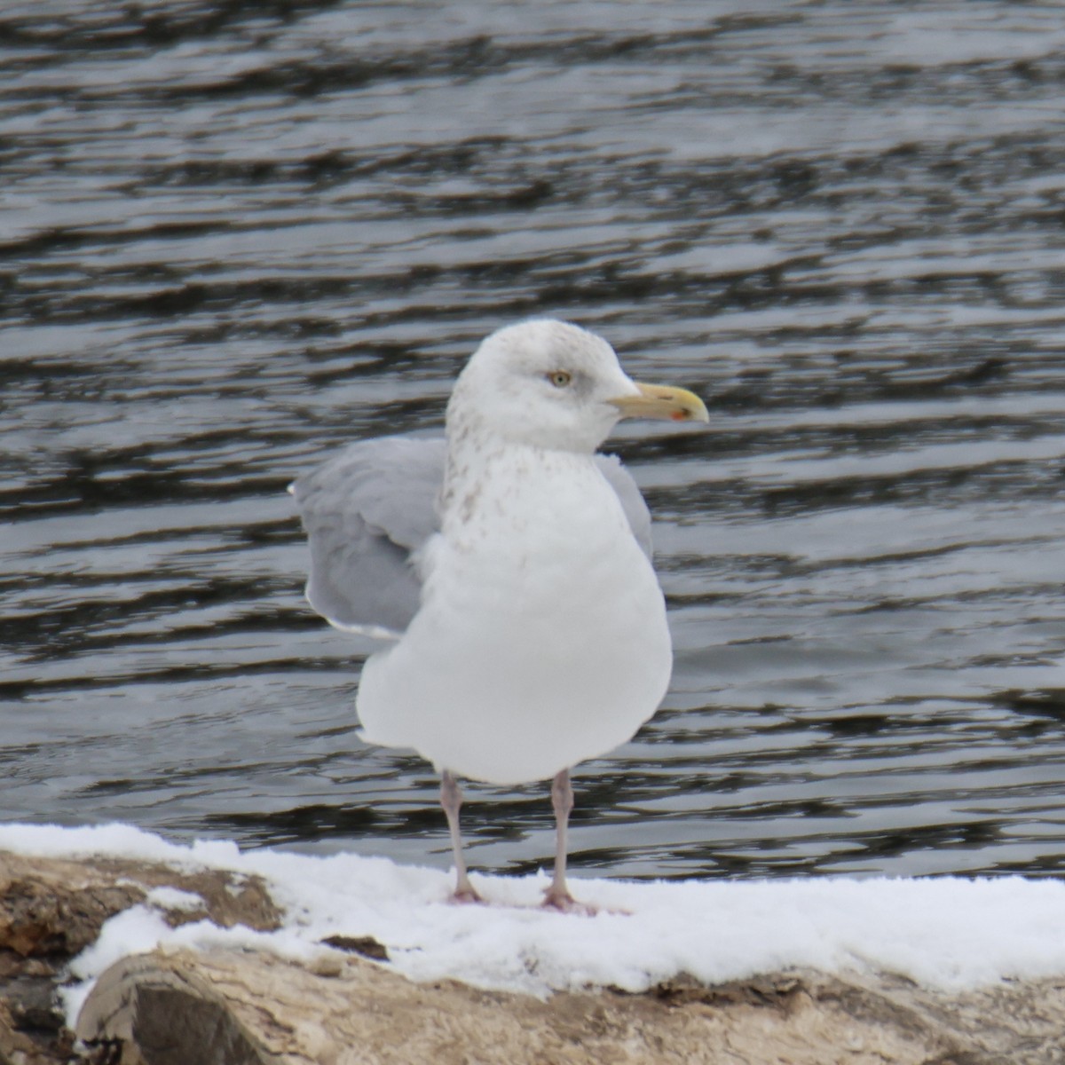 American Herring Gull - ML629604813