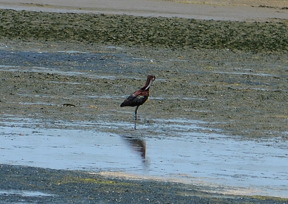 White-faced Ibis - Jason Denesevich