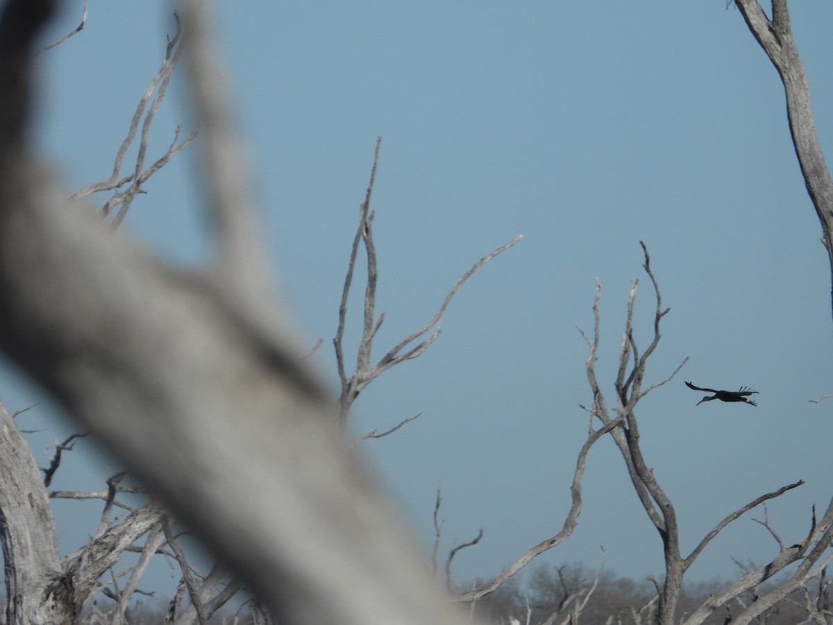 Limpkin - ML629605274