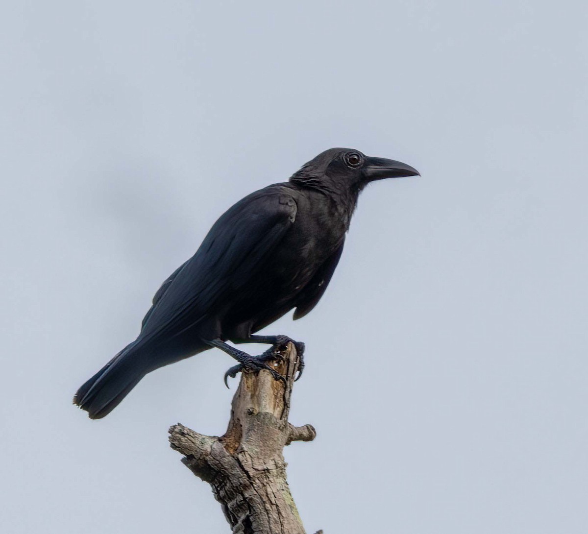 Sulawesi Crow - ML629605517