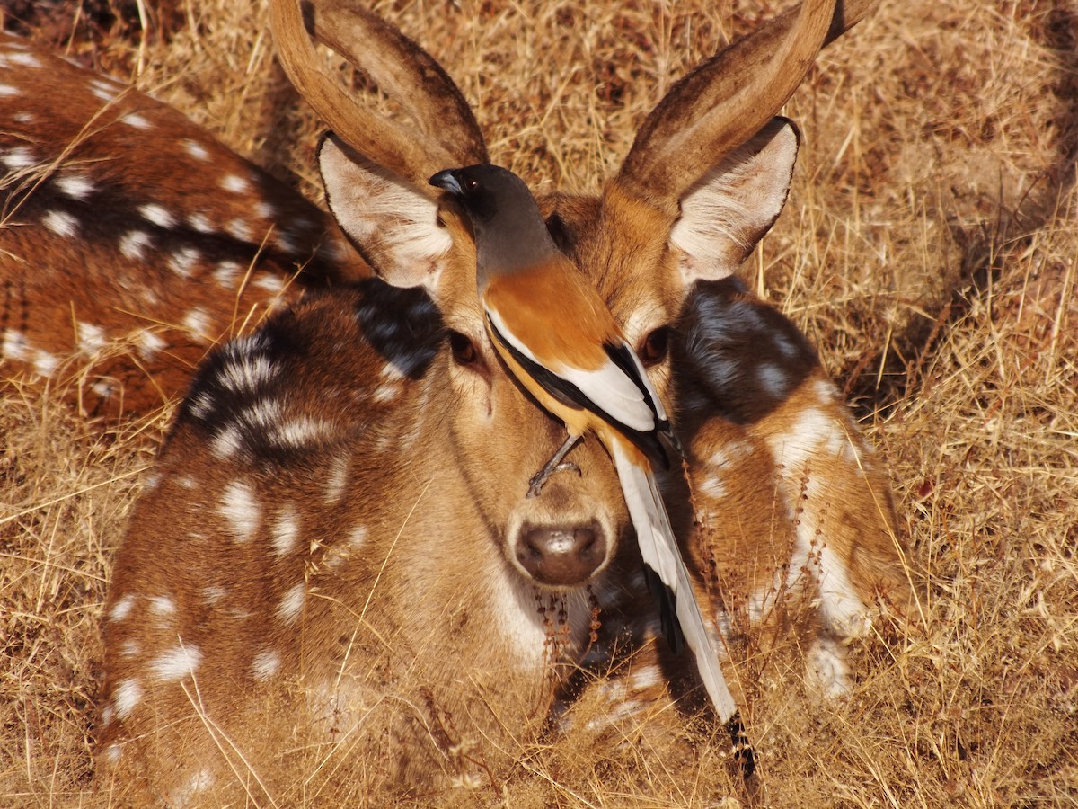 Rufous Treepie - ML629605596