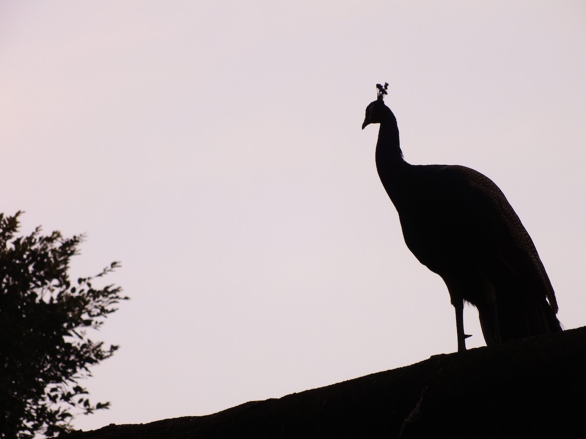 Indian Peafowl - ML629605714