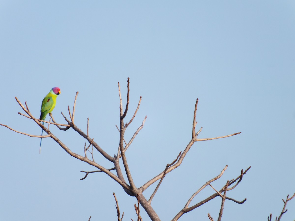 Plum-headed Parakeet - ML629605725