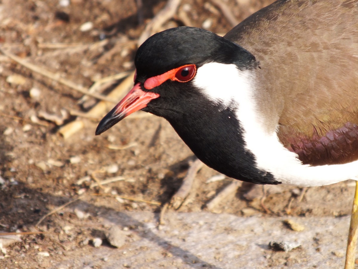 Red-wattled Lapwing - ML629605752
