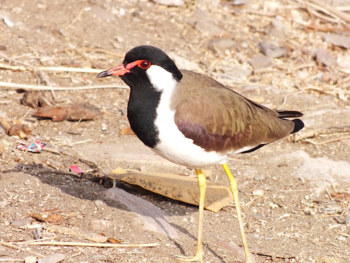 Red-wattled Lapwing - ML629605754