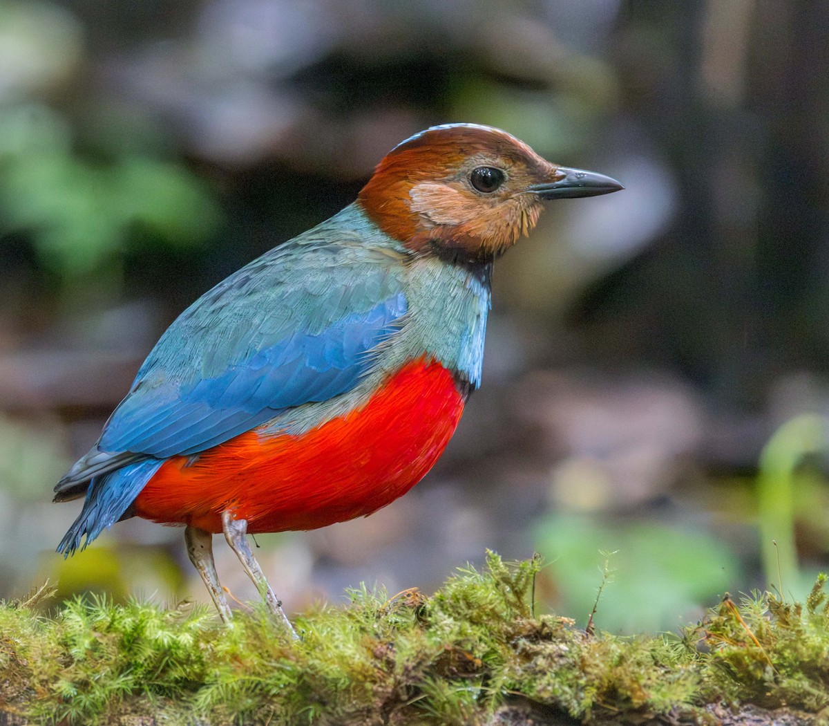 Sulawesi Pitta (Sulawesi) - ML629605760