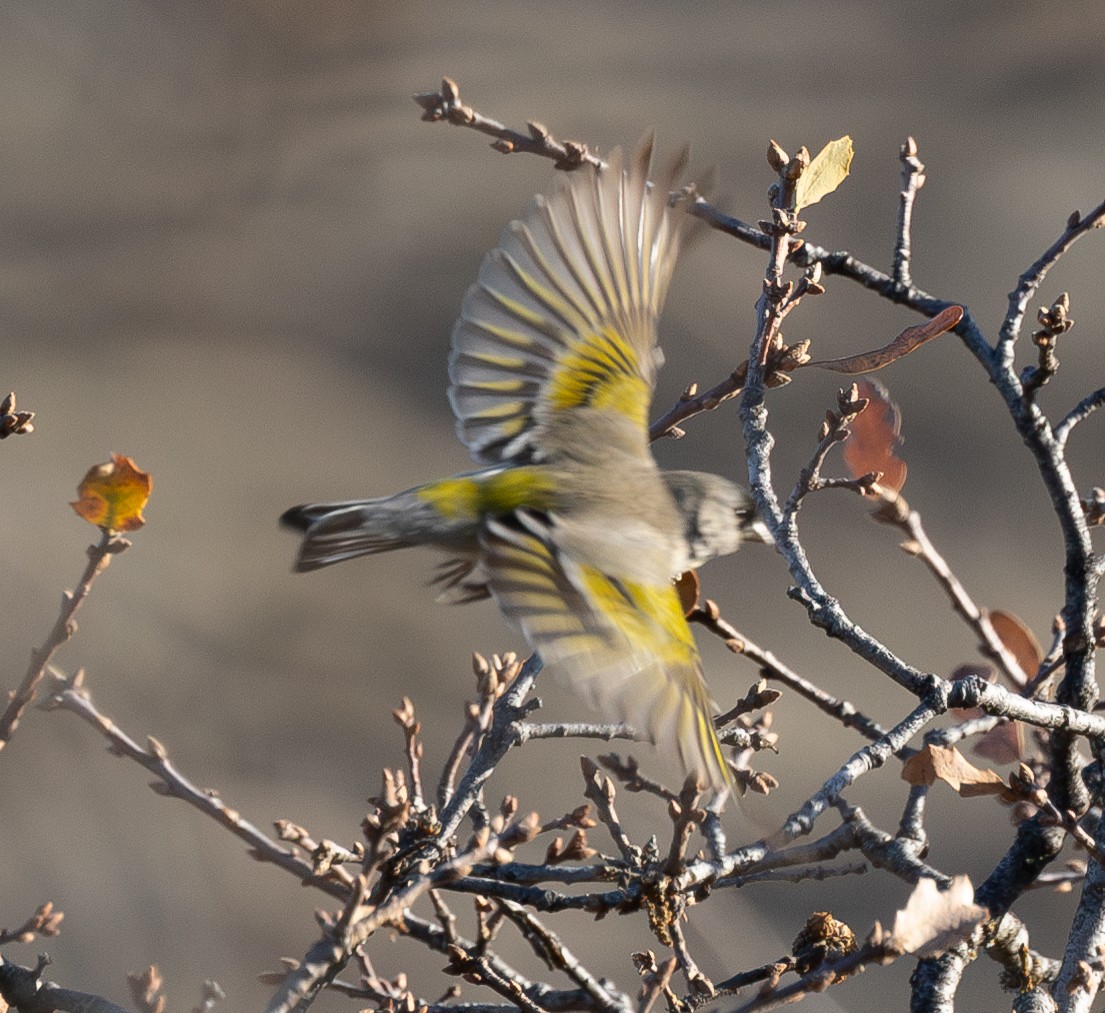 Lawrence's Goldfinch - ML629605781