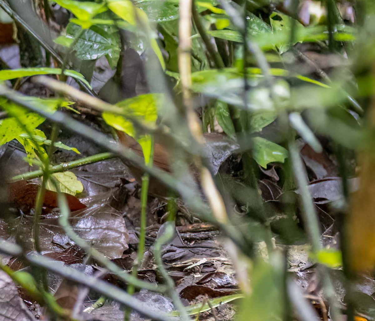 Sulawesi Bush Warbler - ML629605829