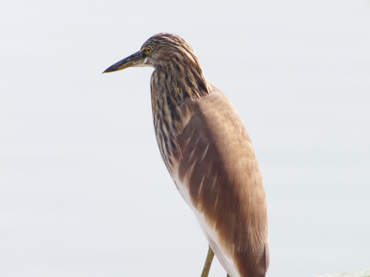 Indian Pond-Heron - ML629605860