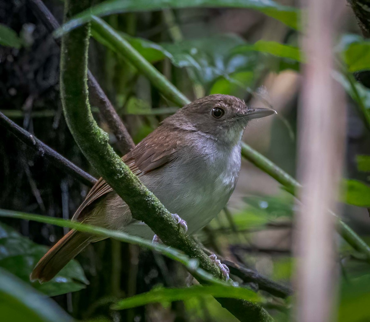 Sulawesi Babbler - ML629605875