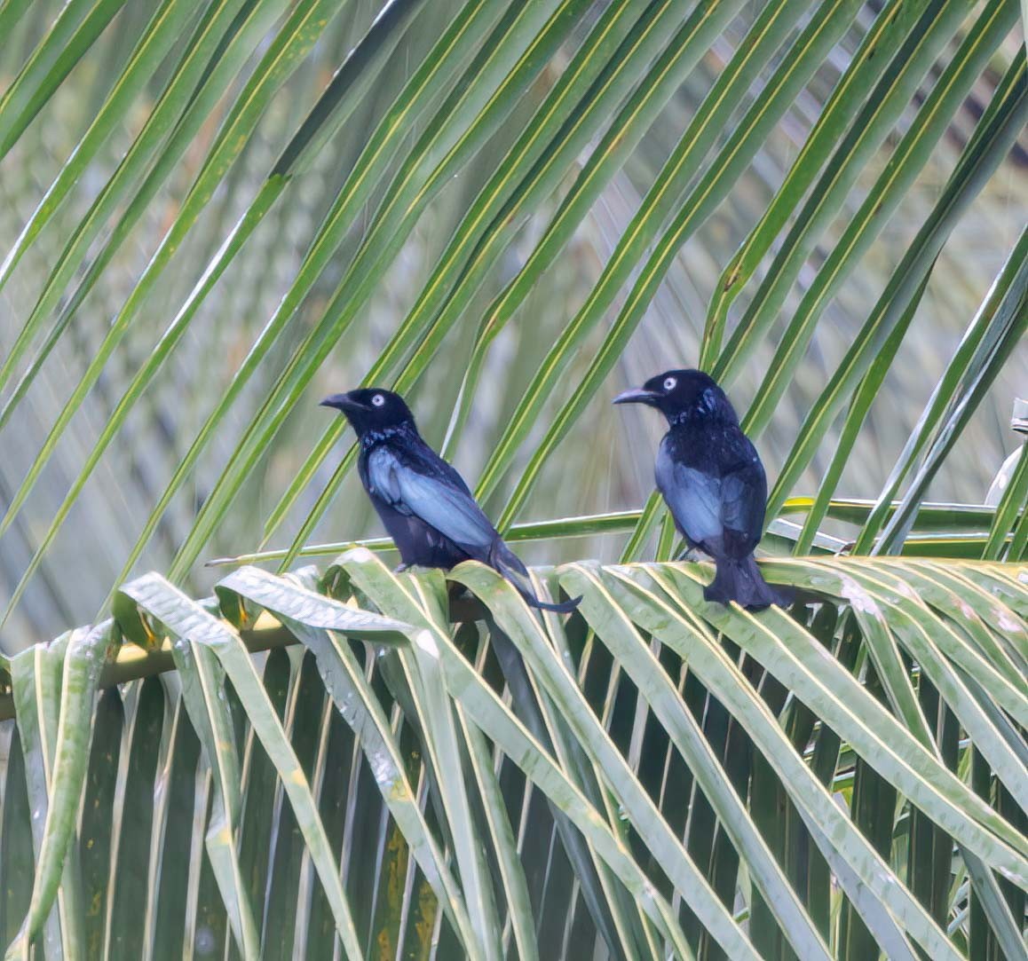 Hair-crested Drongo (White-eyed) - ML629605946