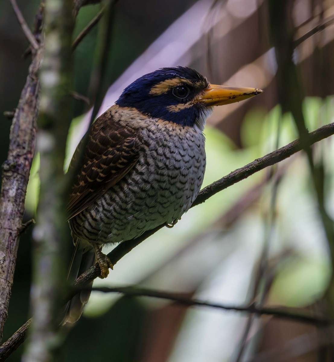 Scaly-breasted Kingfisher - ML629605984