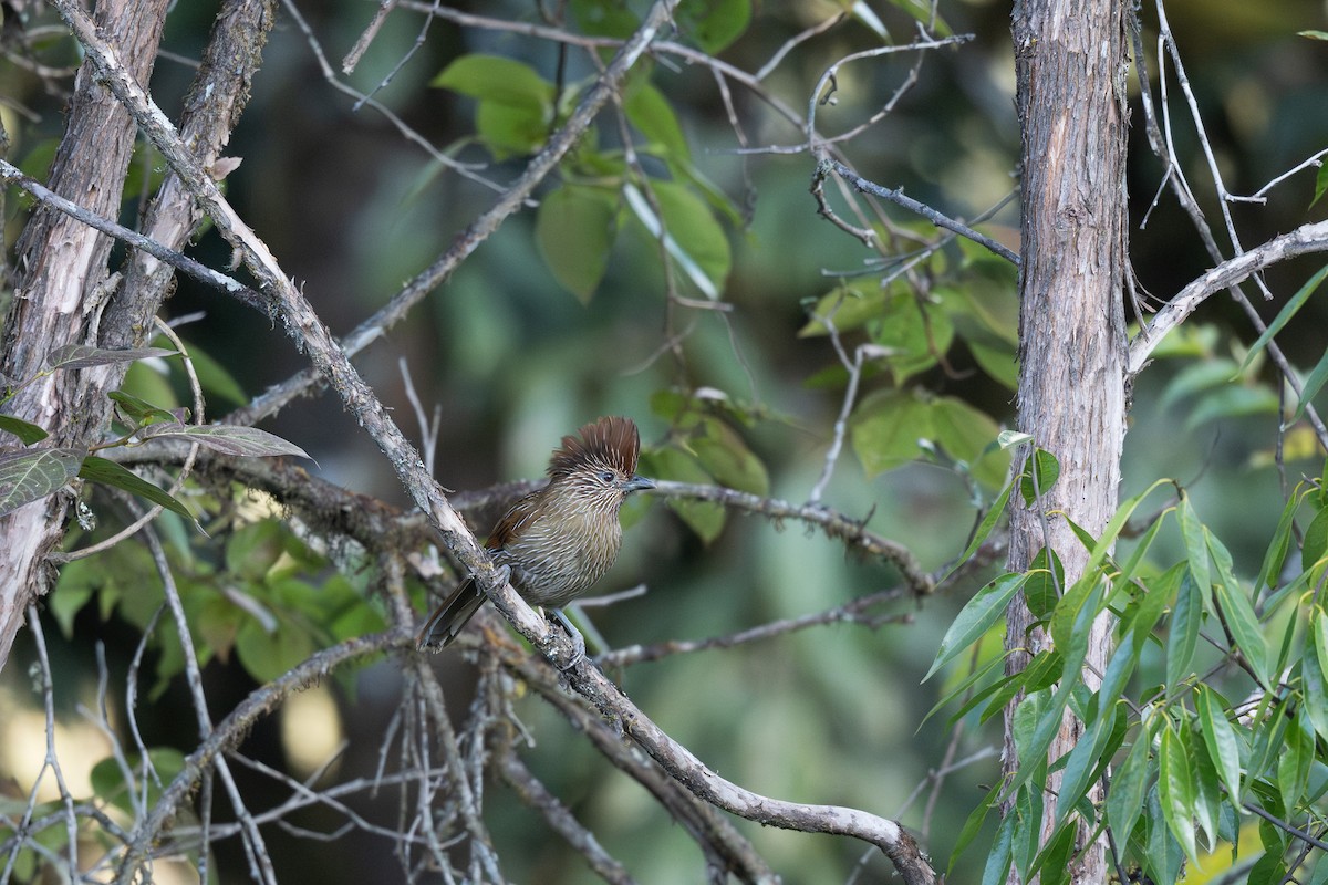 Striated Laughingthrush - ML629605985
