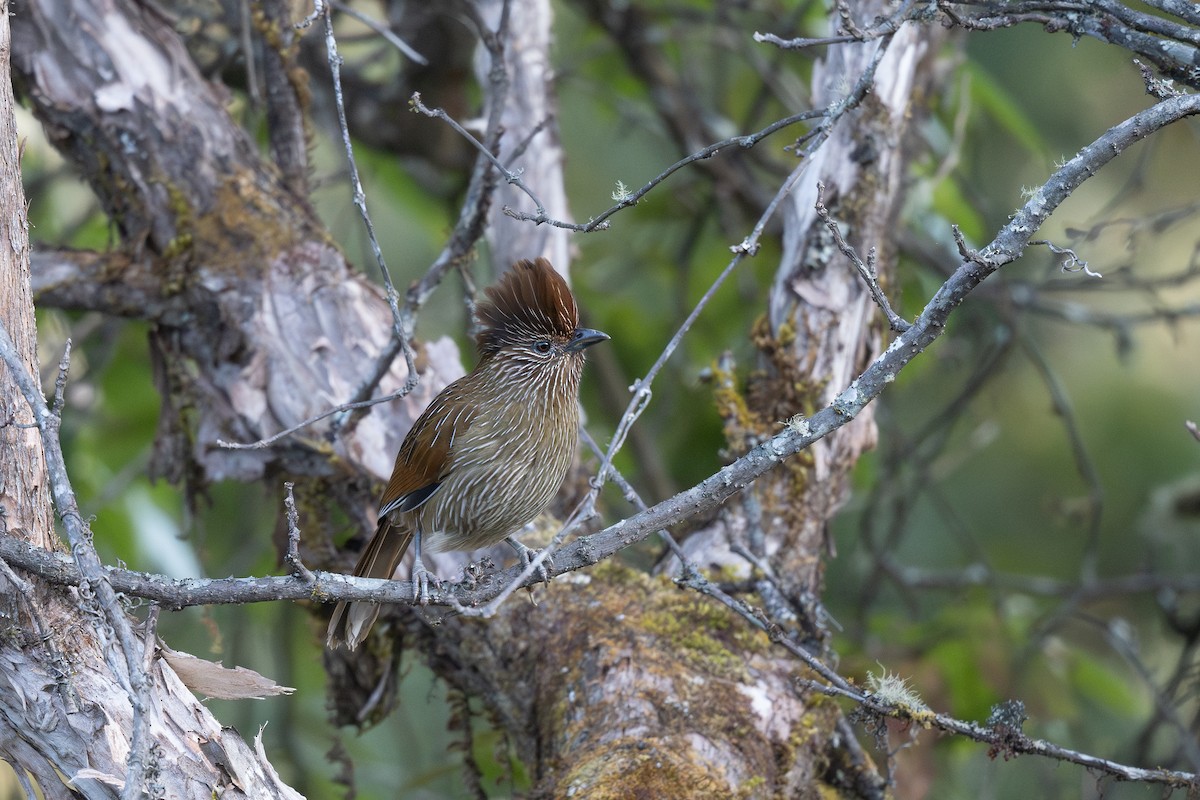 Striated Laughingthrush - ML629605986