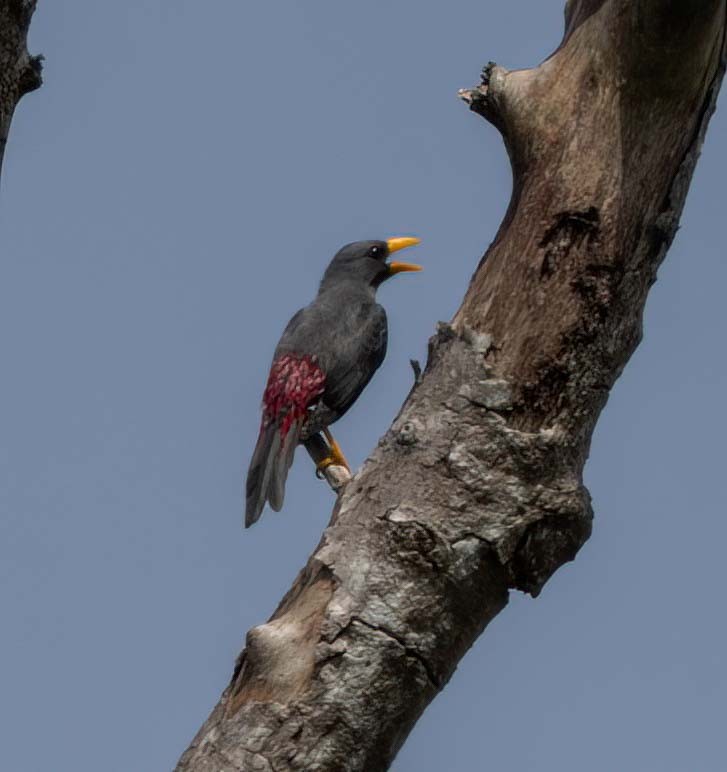 Finch-billed Myna - ML629606143